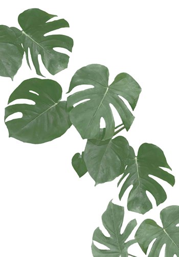 Monstera Aqua 2 by 1X Studio II art print