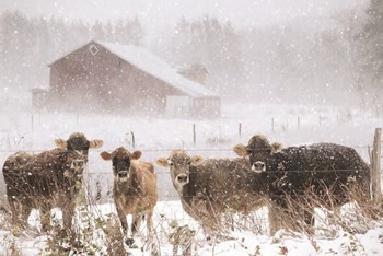 Cold Cows on the Farm by Lori Deiter art print