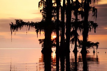 Sunrise Through the Cypress by Andy Crawford Photography art print