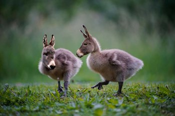 Donkey Ducklings by Pixelmated Animals art print