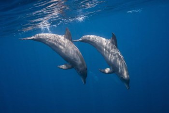 Two Bottlenose Dolphins by Barathieu Gabriel art print