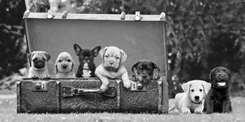 Dog Pups in a Suitcase by Pangea Images art print