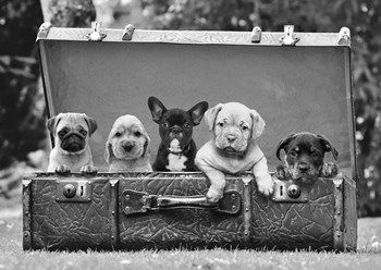 Dog Pups in a Suitcase (detail) by Pangea Images art print