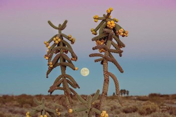 Desert Moonrise by Nathan Larson art print