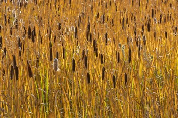 Cattails In Field by Don Paulson / DanitaDelimont art print