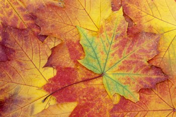 Maple Leaf Pattern by Jamie &amp; Judy Wild / Danita Delimont art print