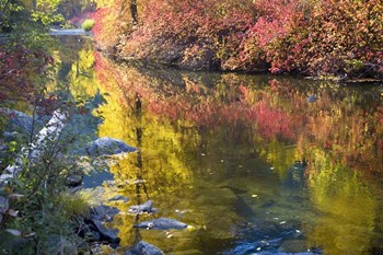 Deep Fall Colors, Wenatchee River, Washington State by William Perry / Danita Delimont art print