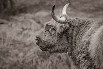Highland Cow on Watch by Nathan Larson art print