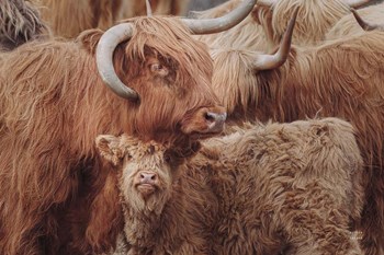 Highland Cow Under Cover by Nathan Larson art print
