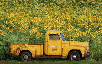 Yellow Vintage Sunflower Truck by Carrie Ann Grippo-Pike art print