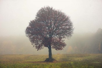 Tree In The Mist by Igor Vitomirov art print