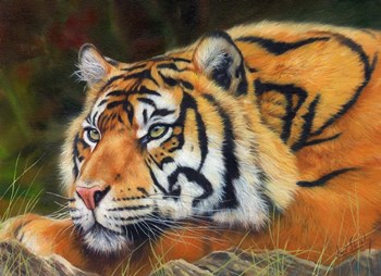Sumatran Tiger Resting by David Stribbling art print