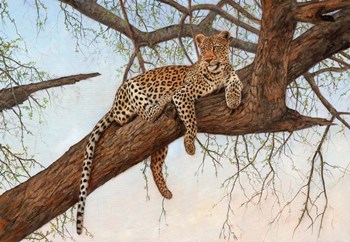 Leopard In Tree by David Stribbling art print