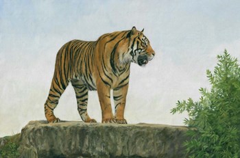 Tiger 11 by David Stribbling art print