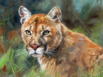 California Cougar by David Stribbling art print