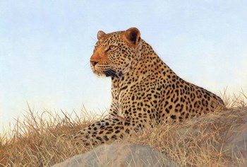 Leopard Laying Rock Grass by David Stribbling art print