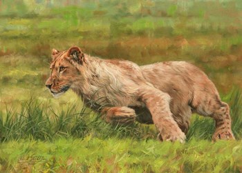 Young Lion Running by David Stribbling art print