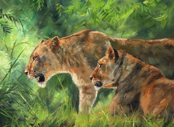 Lionesses by David Stribbling art print