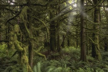 Forest in British Columbia, Canada by Jonathan Tucker/Stocktrek Images art print