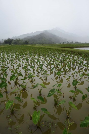 Taro Field in Hanalei National Wildlife Refuge by Ryan Rossotto/Stocktrek Images art print