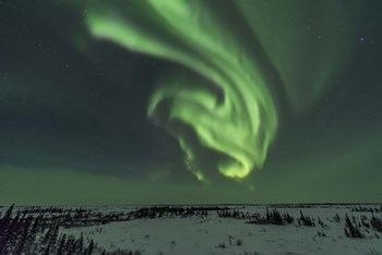 Swirls of Auroral Curtains in the Northeast Sky, Churchill by Alan Dyer/Stocktrek Images art print