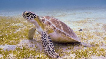 A Green Turtle in the Sea Grass by Brent Barnes/Stocktrek Images art print