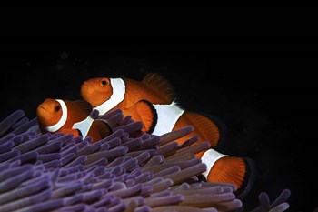 Two Clownfish in Their Anemone Home by Brook Peterson/Stocktrek Images art print