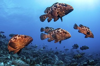 Marbeled Grouper Begin to Gather Together by Brook Peterson/Stocktrek Images art print