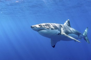 Great White Shark in Guadalupe Mexico by Brook Peterson/Stocktrek Images art print