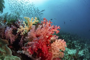 Soft Corals Adorn the Reef and Fish Are Plentiful by Brook Peterson/Stocktrek Images art print