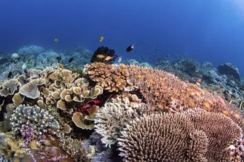 A Beautiful Hard Coral Reef Supports a Healthy Ecosystem by Brook Peterson/Stocktrek Images art print