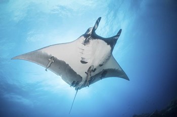 A Giant Manta Ray Soars By Under the Sun by Brook Peterson/Stocktrek Images art print