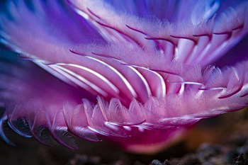 Close-Up Texture Shot Of a Tube Worm by Bruce Shafer/Stocktrek Images art print