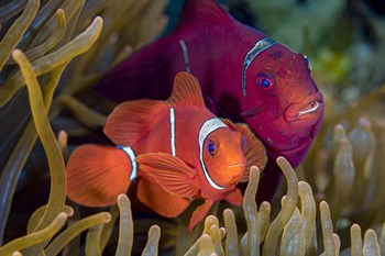 A Pair Of Spinecheek Anemonefish by Bruce Shafer/Stocktrek Images art print