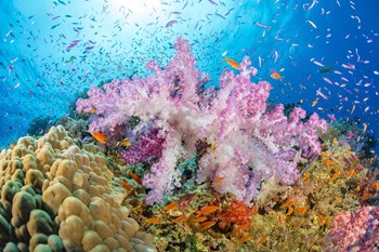 Reef Scene Of Alcyonaria Coral With Schooling Anthias by David Fleetham/Stocktrek Images art print