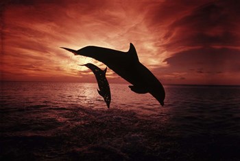 A Pair Of Atlantic Bottlenose Dolphins by David Fleetham/Stocktrek Images art print
