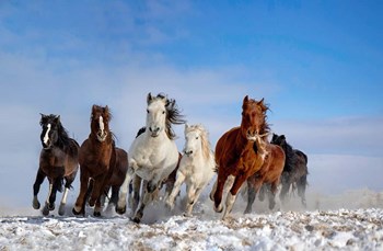 Mongolia Horses by Libby Zhang art print