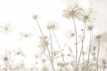 Wildflowers by Kimberly Allen art print