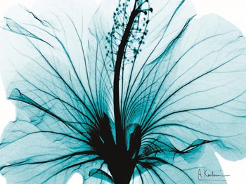 Aqua Hibiscus by Albert Koetsier art print