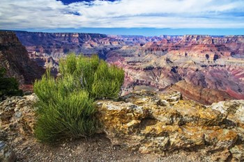 Grand Canyon Medicine by Andy Crawford Photography art print