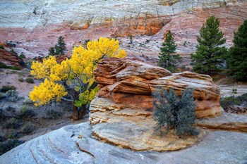 Zion Gold by Andy Crawford Photography art print
