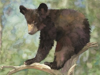 Bear Cub in Tree 2 by Stellar Design Studio art print
