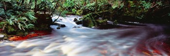 Bird River, Tasmania, Australia by Panoramic Images art print