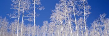 Low angle view of American aspen trees in the forest by Panoramic Images art print
