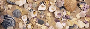 High angle view of seashells by Panoramic Images art print