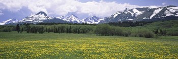 Wildflowers in a field with mountains, Montana by Panoramic Images art print
