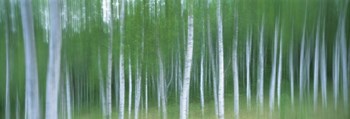 Forest by Panoramic Images art print