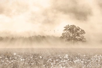 Foggy Wildflower Field by Lori Deiter art print