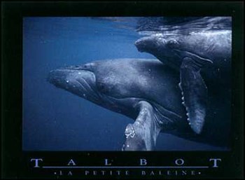 Petite Baleine by Bob Talbot art print