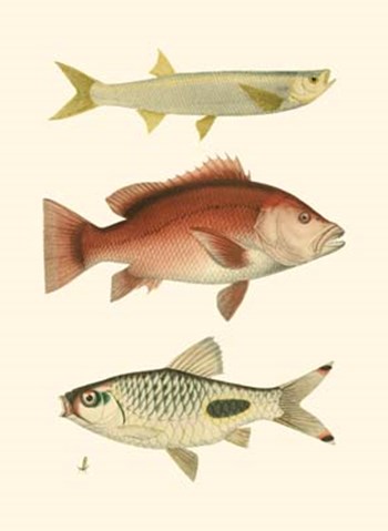 Antique Fish II by Ernest Briggs art print